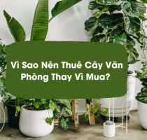 Vì Sao Nên Thuê Cây Văn Phòng Thay Vì Mua? Lợi Ích Cho Doanh Nghiệp?