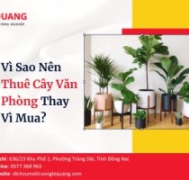 Vì Sao Nên Thuê Cây Văn Phòng Thay Vì Mua? 