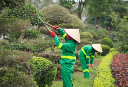 Báo giá cắt tỉa cây xanh tại Biên Hòa theo khối lượng