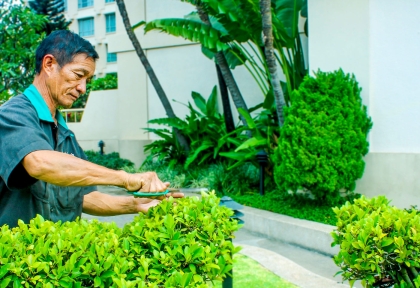 Báo giá cắt tỉa cây xanh tại Đồng Nai mới nhất 2025