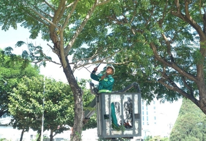 Cắt tỉa cây xanh đô thị tại Long Khánh – Làm sạch tuyến đường, giữ mỹ quan