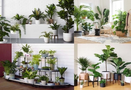 Cung cấp cây xanh theo hợp đồng dài hạn tại Đồng Nai