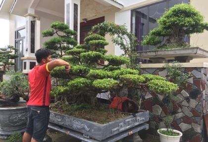 Dịch vụ chăm sóc cây cảnh bonsai tại Nhơn Trạch – Tỉa đẹp, giữ dáng chuẩn