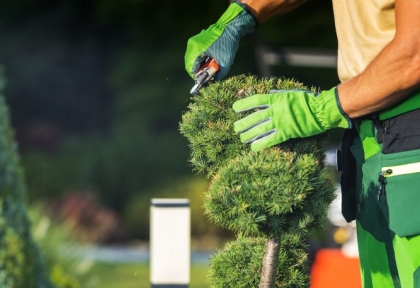 Dịch vụ chăm sóc và bảo dưỡng cây xanh tại Đồng Nai