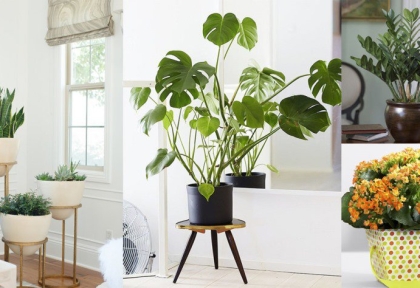 Dịch vụ cho thuê cây xanh sự kiện tại Biên Hòa