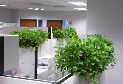 Dịch vụ thi công cây xanh văn phòng tại Biên Hòa – Tạo không gian xanh mát, chuyên nghiệp