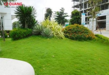 Dịch vụ thi công cây xanh Nhơn Trạch – Giải pháp xanh cho không gian sống