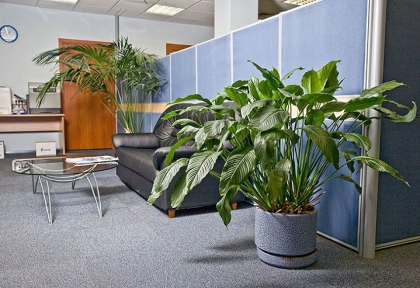 Thuê cây xanh trang trí văn phòng Trảng Bom – Tiện lợi, đổi cây linh hoạt