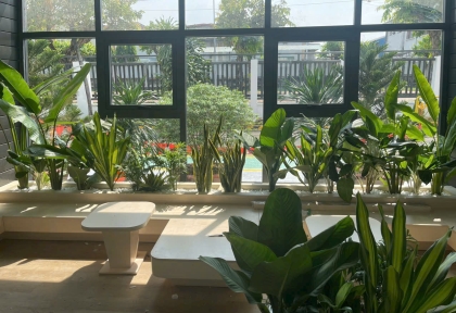 Dịch vụ chăm sóc cây văn phòng tại Đồng Nai