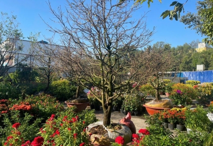 Chăm sóc cây cảnh bonsai ở Đồng Nai 