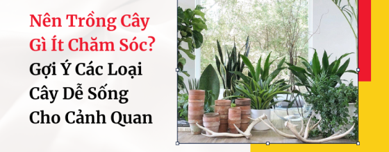 Nên Trồng Cây Gì Ít Chăm Sóc? Gợi Ý Các Loại Cây Dễ Sống Cho Cảnh Quan
