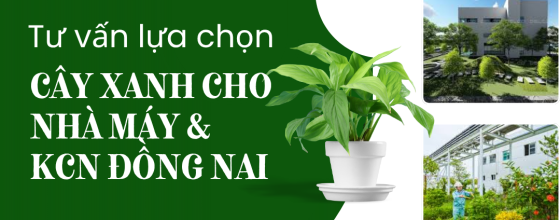 Tư vấn lựa chọn cây xanh phù hợp với không gian nhà máy và khu công nghiệp Đồng Nai
