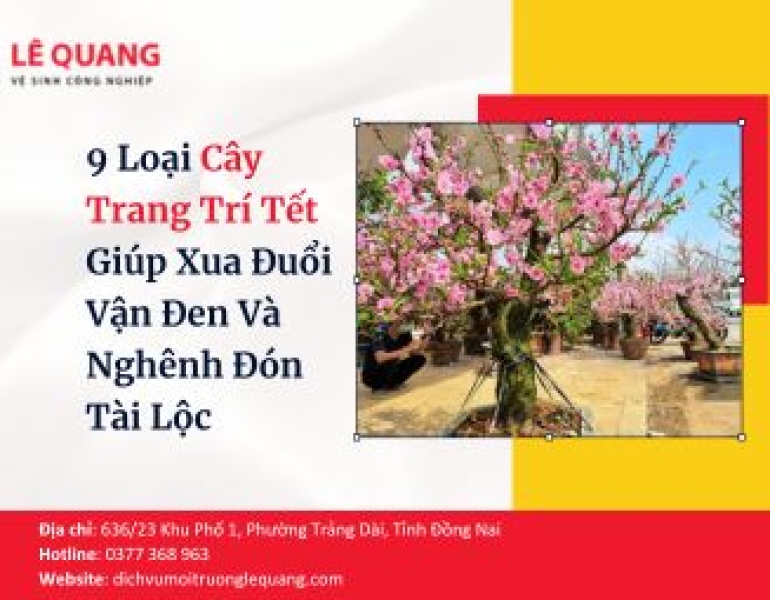 9 Loại Cây Trang Trí Tết Giúp Xua Đuổi Vận Đen Và Nghênh Đón Tài Lộc