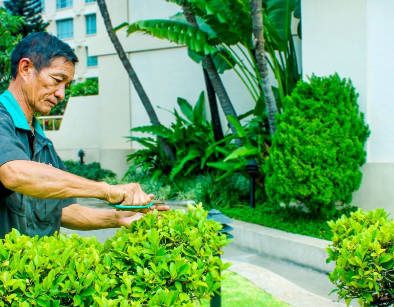 Báo giá cắt tỉa cây xanh tại Đồng Nai mới nhất 2025