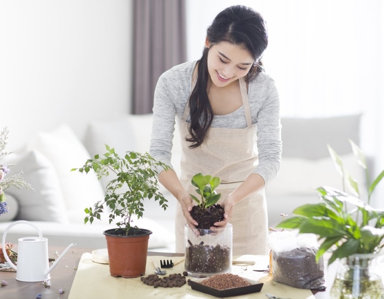 Bí quyết bảo dưỡng và phòng bệnh cho cây cảnh tại nhà hiệu quả nhất