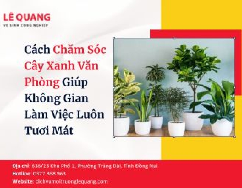 Cách Chăm Sóc Cây Xanh Văn Phòng Giúp Không Gian Làm Việc Luôn Tươi Mát