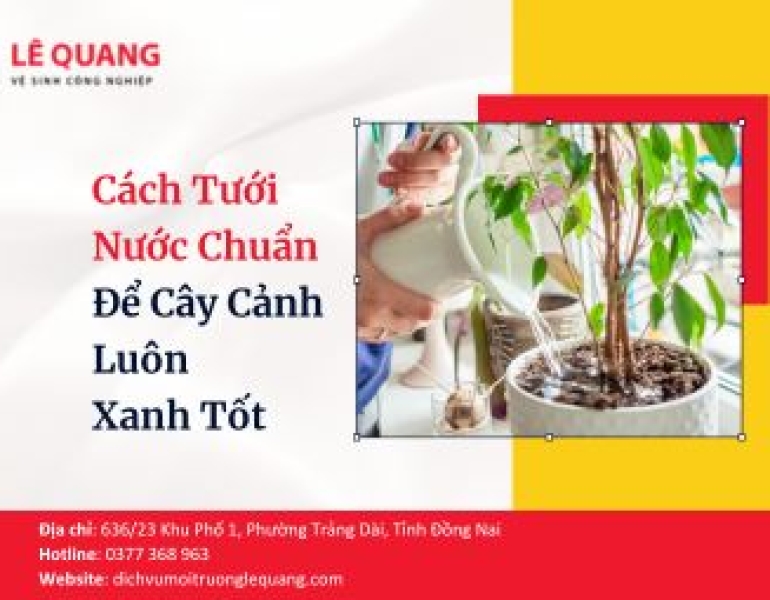 Cách Tưới Nước Chuẩn Để Cây Cảnh Luôn Xanh Tốt