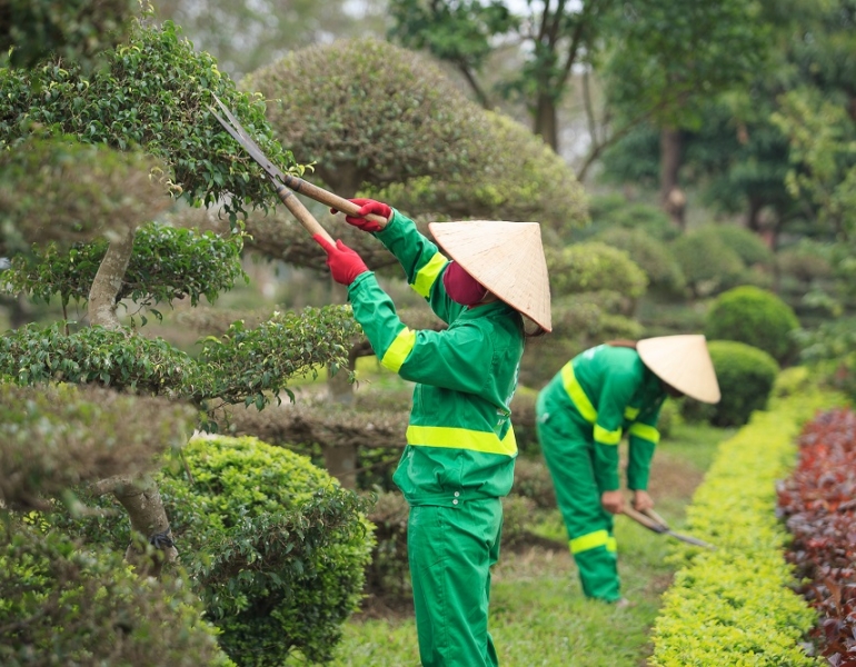 Cắt Tỉa Cây Xanh Đô Thị – Dịch Vụ Chuyên Nghiệp, Đảm Bảo An Toàn Tại Các Khu Dân Cư