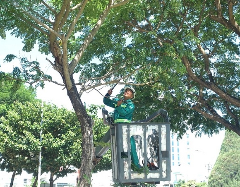 Cắt tỉa cây xanh đô thị tại Long Khánh – Làm sạch tuyến đường, giữ mỹ quan