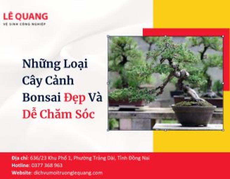 Những Loại Cây Cảnh Bonsai Đẹp Và Dễ Chăm Sóc 