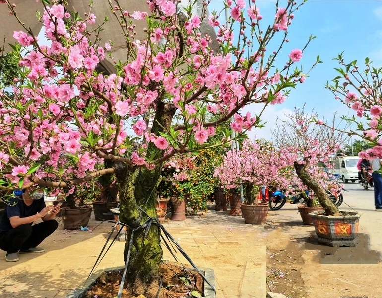 9 Loại Cây Trang Trí Tết, Xua Đuổi Vận Đen Và Nghênh Đón Tài Lộc