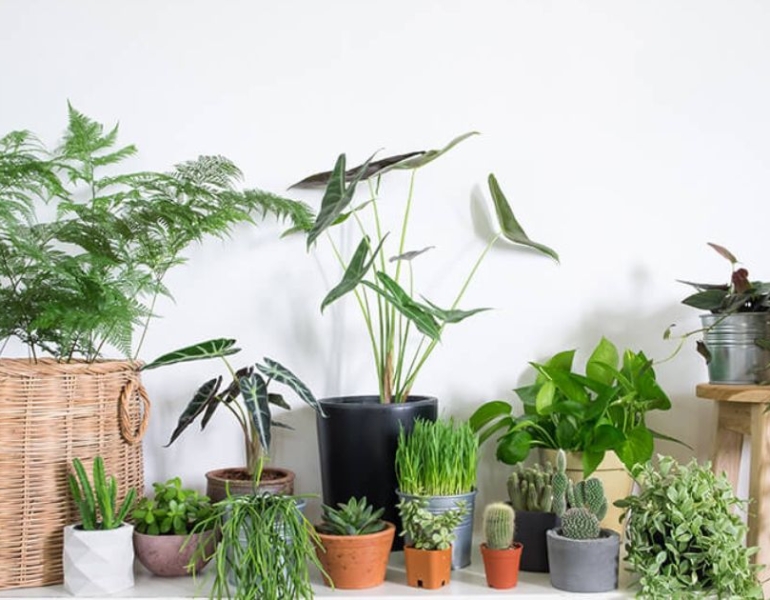 Top 5 Loại Cây Xanh Đẹp Và Dễ Chăm Sóc Cho Văn Phòng