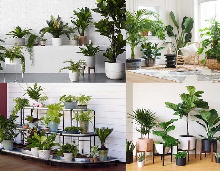 Cung cấp cây xanh theo hợp đồng dài hạn tại Đồng Nai