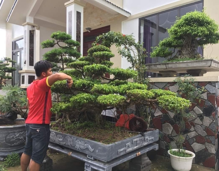 Dịch vụ chăm sóc cây cảnh bonsai tại Nhơn Trạch – Tỉa đẹp, giữ dáng chuẩn