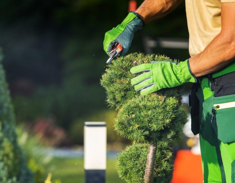 Dịch vụ chăm sóc và bảo dưỡng cây xanh tại Đồng Nai