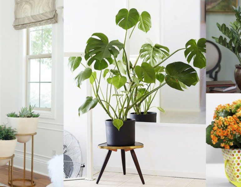 Dịch vụ cho thuê cây xanh sự kiện tại Biên Hòa