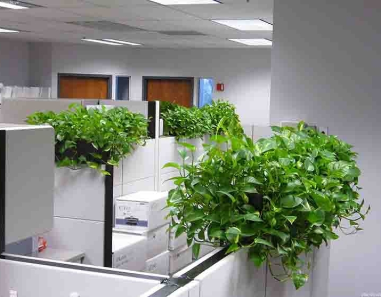 Dịch vụ thi công cây xanh văn phòng tại Biên Hòa – Tạo không gian xanh mát, chuyên nghiệp