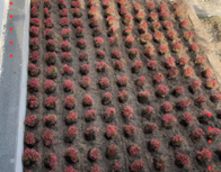 Dự án trồng cây xanh ở công ty JU YUAN - KCN Nhơn Trạch 3