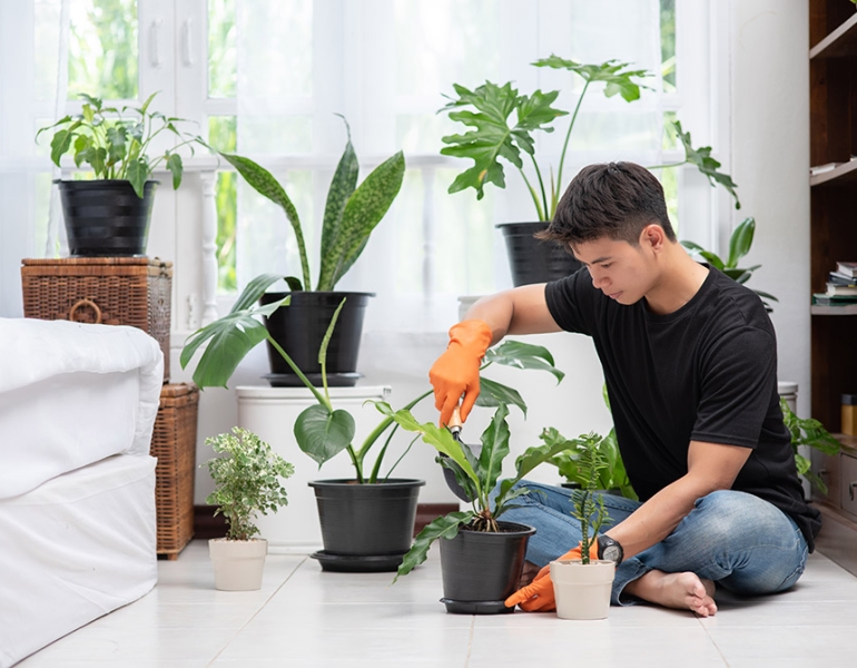 Hướng dẫn chọn và sử dụng phân bón để cây cảnh phát triển tươi tốt quanh năm