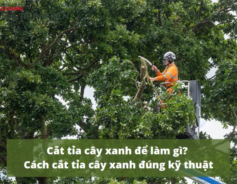 Kỹ thuật cắt tỉa cây xanh đúng chuẩn cho công trình tại Đồng Nai