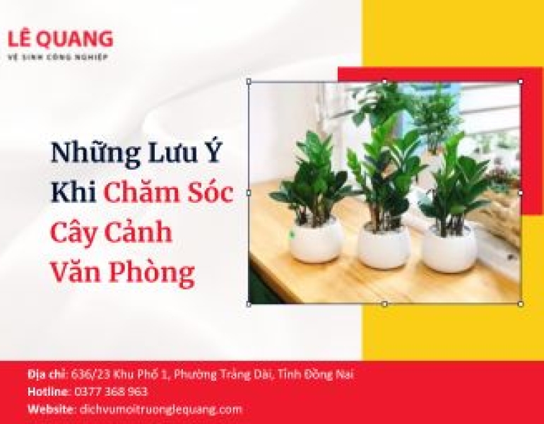 Những Lưu Ý Khi Chăm Sóc Cây Cảnh Văn Phòng 