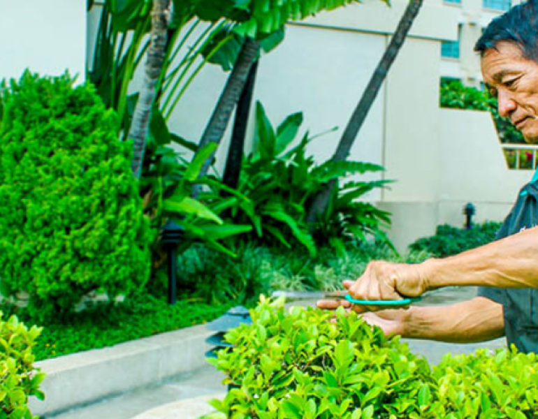 Những rủi ro khi không cắt tỉa cây xanh định kỳ