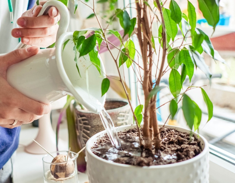 Hướng dẫn cách tưới nước chuẩn để chăm sóc cây cảnh luôn xanh tốt