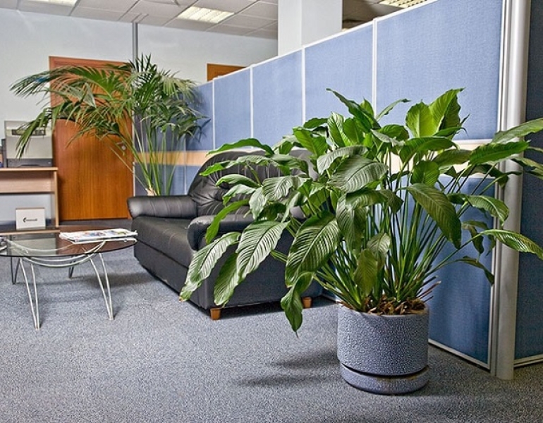 Thuê cây xanh trang trí văn phòng Trảng Bom – Tiện lợi, đổi cây linh hoạt