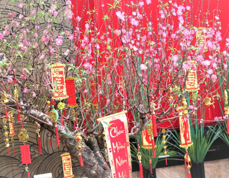 Top 10 Loại Cây Trang Trí Tết Mang Lại May Mắn Và Tài Lộc Cho Gia Chủ
