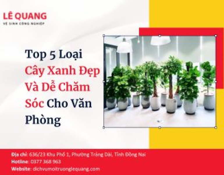 Top 5 Loại Cây Xanh Đẹp Và Dễ Chăm Sóc Cho Văn Phòng