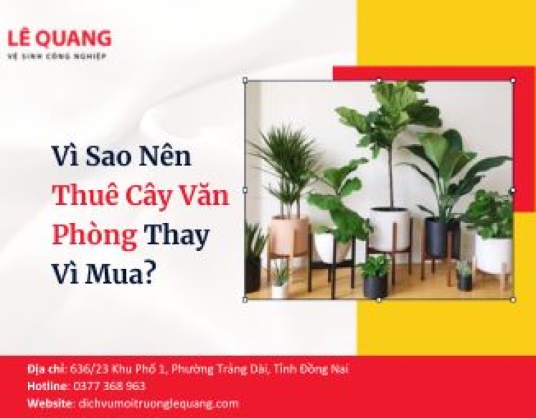 Vì Sao Nên Thuê Cây Văn Phòng Thay Vì Mua? 