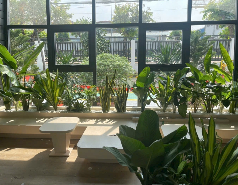 Dịch vụ chăm sóc cây văn phòng tại Đồng Nai