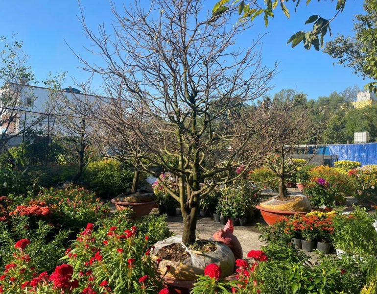 Chăm sóc cây cảnh bonsai ở Đồng Nai 