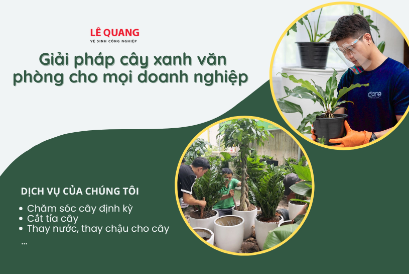 cây xanh văn phòng