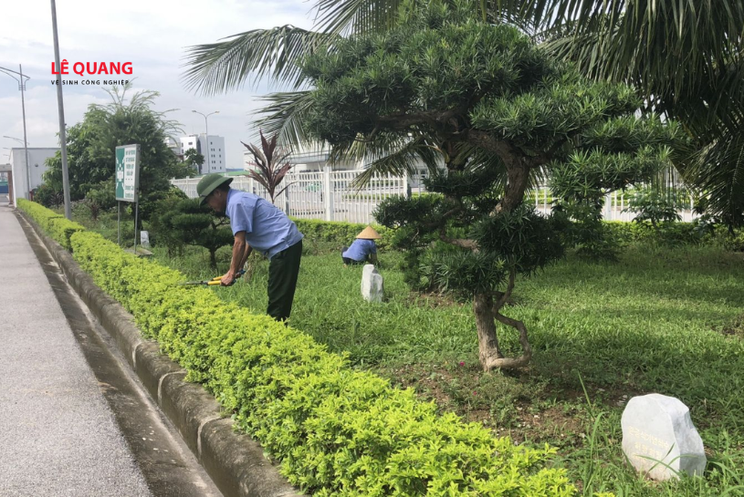 cắt tỉa cây xanh định kỳ