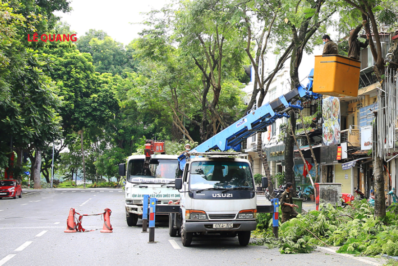 cắt tỉa cây xanh định kỳ