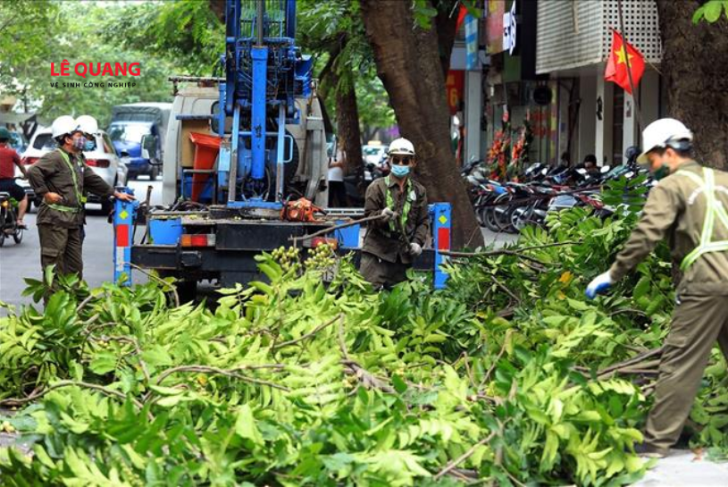 cắt tỉa cây xanh định kỳ