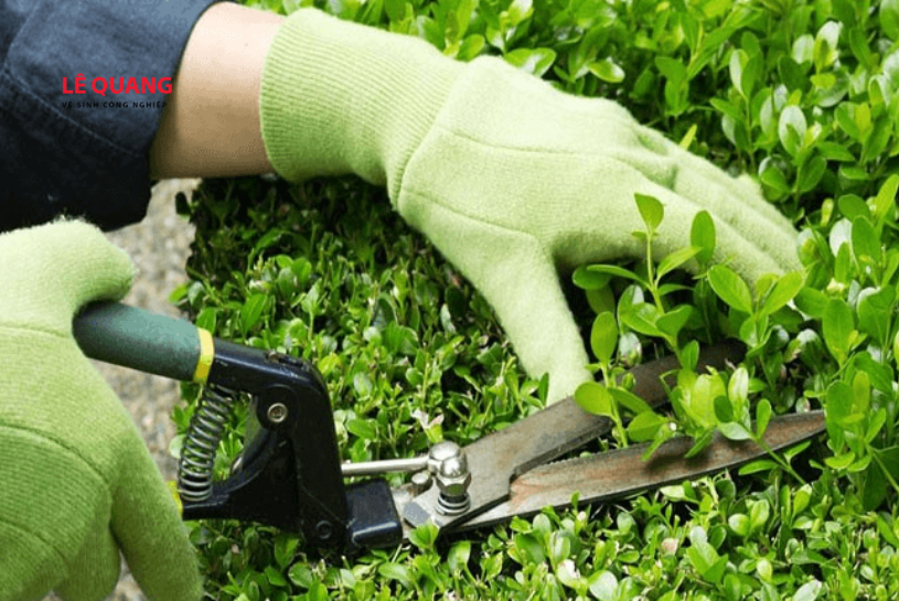 cắt tỉa cây xanh định kỳ